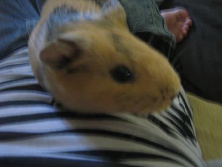 peluche